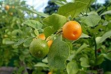 Citrus × microcarpa kz1.jpg