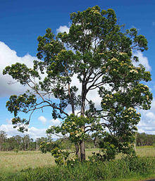 Corymbia intermedia.jpg