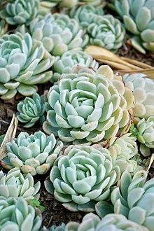 Echeveria elegans - 1.jpg