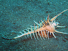 Fishbone Murex Shell (10 cm) (234941311).jpg