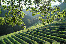 Korea-Boseong-Green.tea-09.jpg