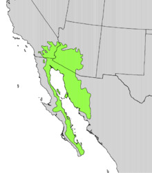 Olneya tesota range map.png