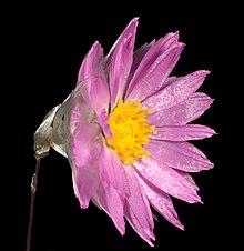 Rhodanthe manglesii - Flickr - Kevin Thiele.jpg