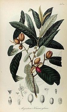 Rumphia, sive, Commentationes botanicæ¦ imprimis de plantis Indiæ¦ Orientalis (8329512701).jpg