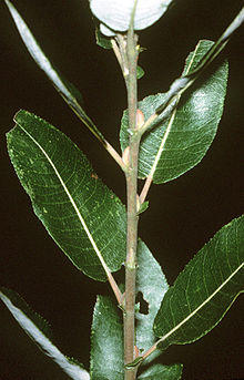 Salix discolor (USDA).jpg