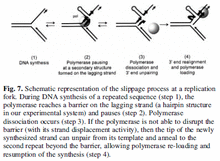 Schematic representation of the slippage process at a replication fork.png
