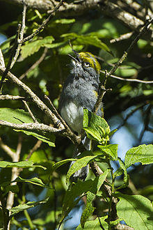 Slaty Vireo - Oaxaca - Mexico S4E9941 (22586261657).jpg