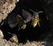 Vespula vulgaris I.jpg