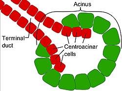 Centroacinar cells.jpg