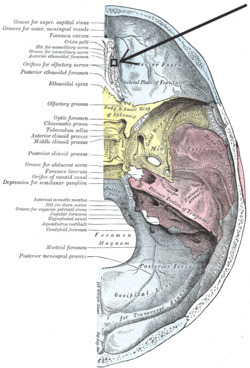 Foramen ethmoidale anterius.PNG