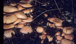 Gymnopilus aeruginosus.jpg