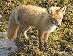 Vulpes vulpes alacensis.jpg