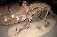 Academy of Natural Sciences, Philadelphia - IMG 7431.JPG