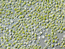 Chlorella vulgaris NIES2170.jpg