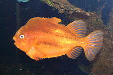 Cyclopterus lumpus 2.JPG