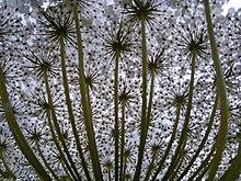 Daucus carota flower (Down view)