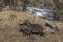 Himalayan Brown Goral Male and Female pangolakha Wildlife Sanctuary East Sikkim India 13.02.2016.jpg