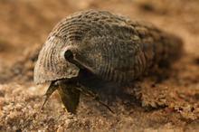 Terebralia palustris 2.png