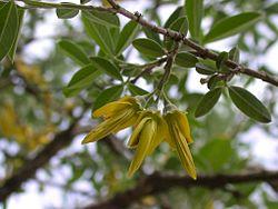 Anagyris foetida flowers 1.JPG