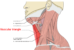Musculi coli base, my edits for tringles, MuscularTRI.svg