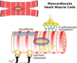 Myocardiocyte.png