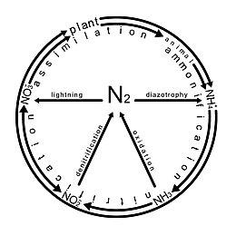 Nitrogen cycle