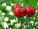 Cherries (3098512076).jpg
