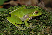 Litoria pearsoniana 2.JPG