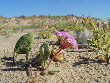 Abronia umbellata.jpg