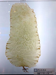 Eckloniopsis radicosa