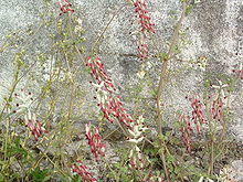 Fumaria muralis01.jpg