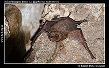 Naked-Rumped Tomb Bat (Taphozous nudiventris).jpg