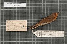 Naturalis Biodiversity Center - RMNH.AVES.12639 1 - Stachyris rufifrons rufifrons Hume, 1873 - Timaliidae - bird skin specimen.jpeg