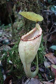 Nepenthes carunculata upper pitcher.jpg