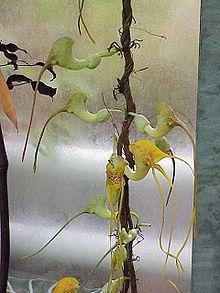 Pararistolochia promissaHabitus1.jpg