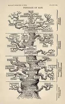 Ernst Haeckel's pedigree of Man family tree from Evolution of Man