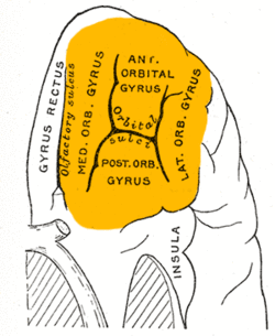 Gray729 orbital gyrus.png