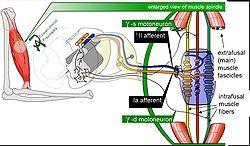 Muscle spindle model.jpg
