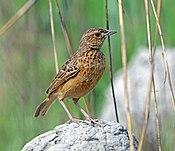 Flappet Lark, Sakania, DR Congo (16025285505), crop.jpg