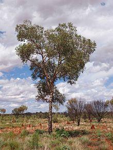 Corymbia opaca habit.jpg