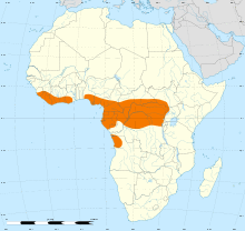 Dryotriorchis spectabilis distribution.svg