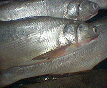 Elops machnata 01.jpg