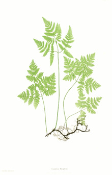 Gymnocarpium dryopteris Moore5.png