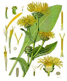 Inula helenium - Köhler–s Medizinal-Pflanzen-210.jpg