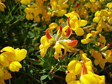 Lotus corniculatus10.JPG