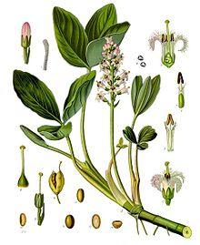Menyanthes trifoliata - Köhler–s Medizinal-Pflanzen-225.jpg