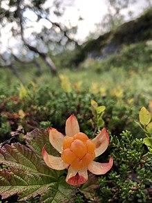 Rubus chamaemorus, from Tromsø, August 2020.jpeg