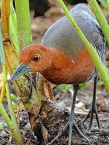 Slaty-legged crake (Rallina eurizonoides) Photograph by Shantanu Kuveskar.jpg