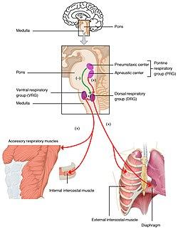 2327 Respiratory Centers of the Brain.jpg