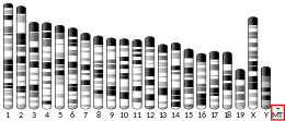 Mitochondrial DNA (mouse)